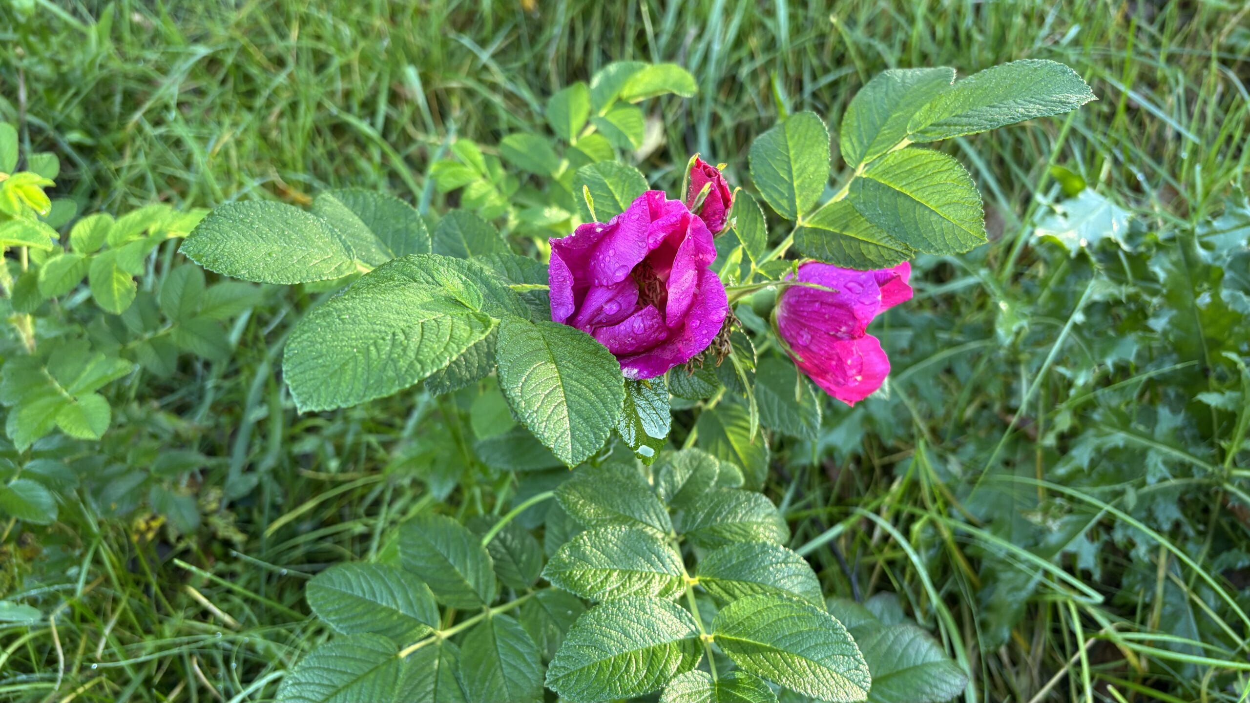Kurtturuusu. Uusi taimi syksyllä. Vuosi sitten perattu alue.